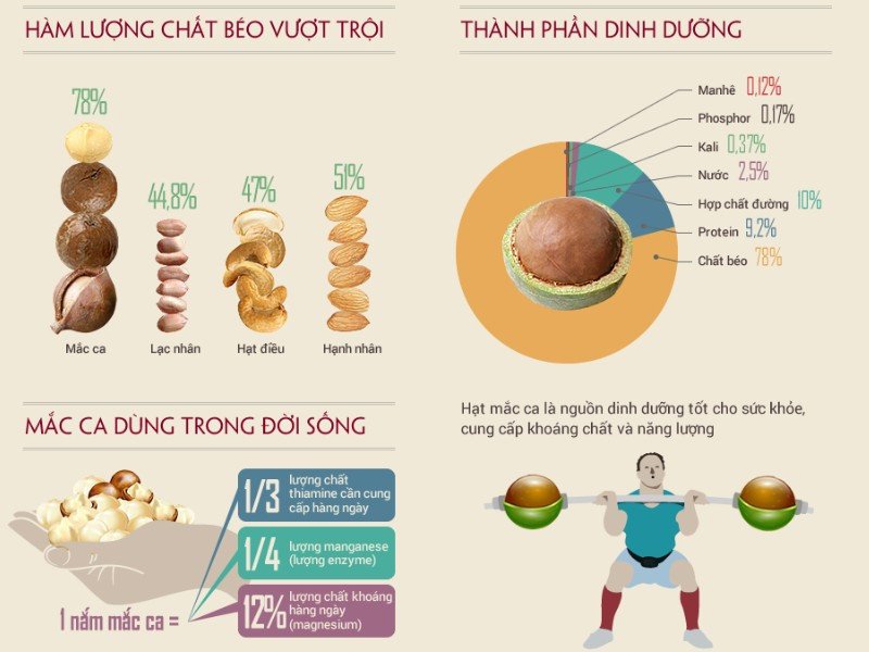 Biểu đồ hình ảnh thành phần dinh dưỡng của hạt macca, minh họa giá trị sức khỏe