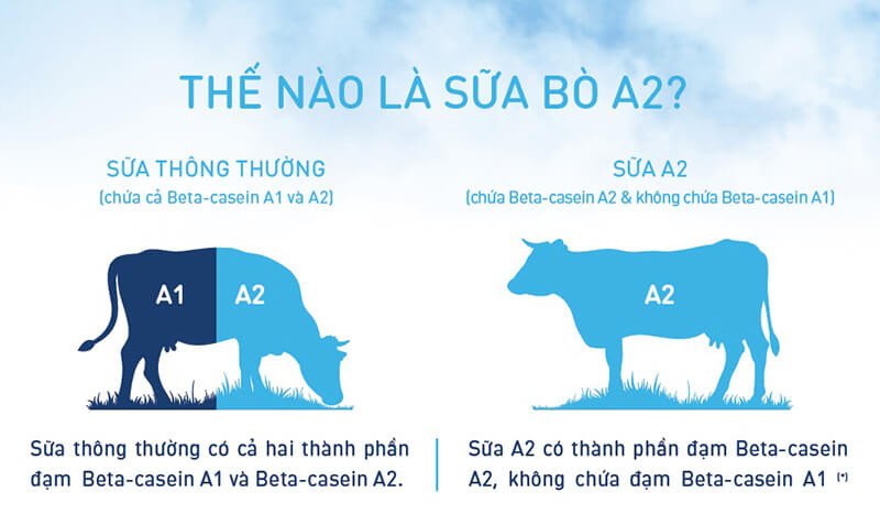 Bò A2 thuần chủng sản xuất sữa A2 tách kem chất lượng cao