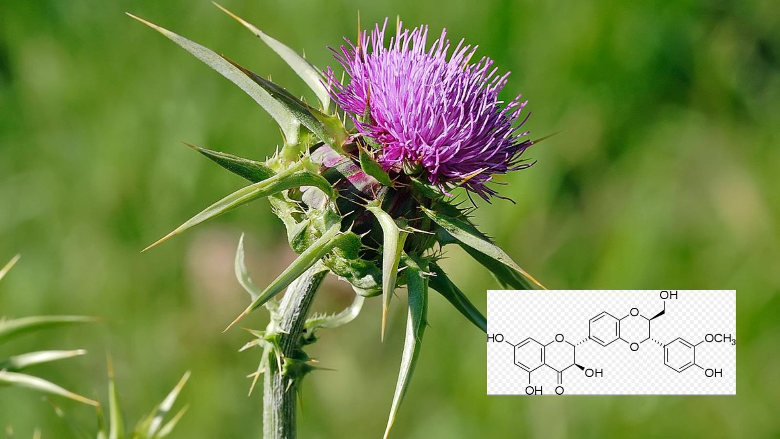Cây Kế sữa với thành phần Silymarin quý giá trong thuốc bổ gan Liver Detox