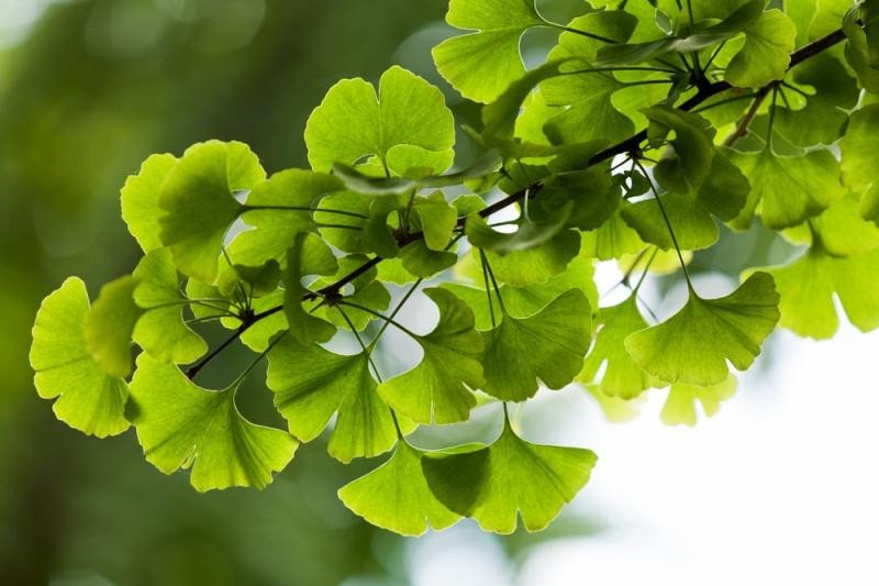 Chiết xuất lá bạch quả trong Healthy Care hỗ trợ tuần hoàn máu và hoạt động não bộ
