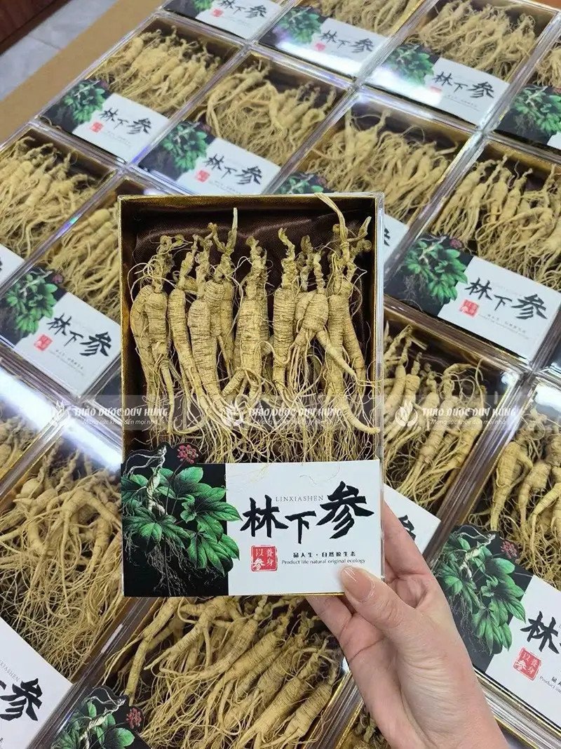 Củ sâm Trường Bạch khô nguyên chất, biểu tượng cho sức khỏe và tuổi thọ