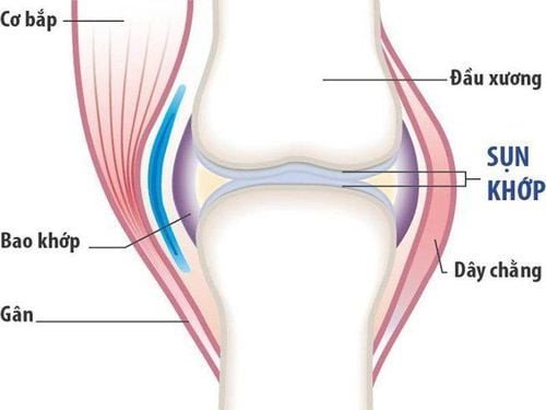 Glucosamine giúp phát triển và duy trì sụn khớp khỏe mạnh