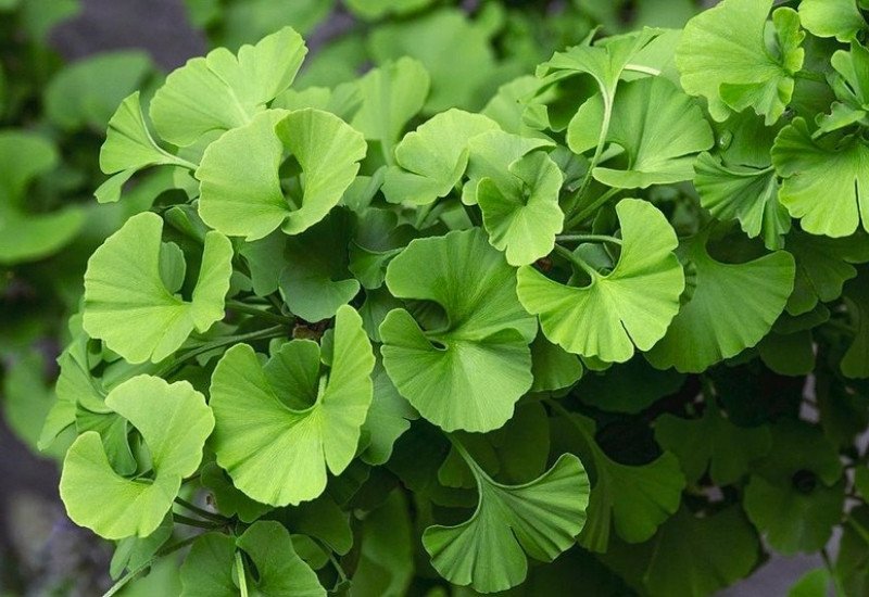 Hình ảnh lá bạch quả Ginkgo Biloba, thành phần chính của viên uống bổ não Ginkgo 6000