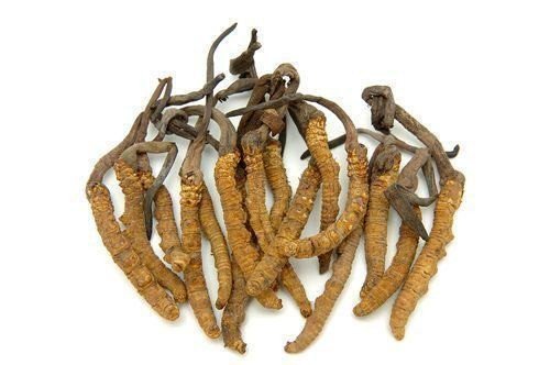Hình ảnh minh họa đông trùng hạ thảo tự nhiên đang phát triển, cho thấy hình thái nấm mọc từ ấu trùng.