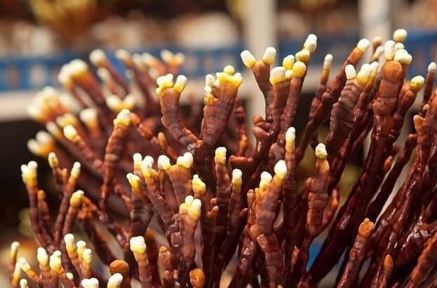Hình ảnh nấm linh chi sừng hươu Hàn Quốc quý hiếm