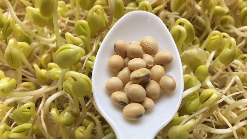 Lợi ích sức khỏe tim mạch khi uống mầm đậu nành thường xuyên, giảm nguy cơ bệnh tật
