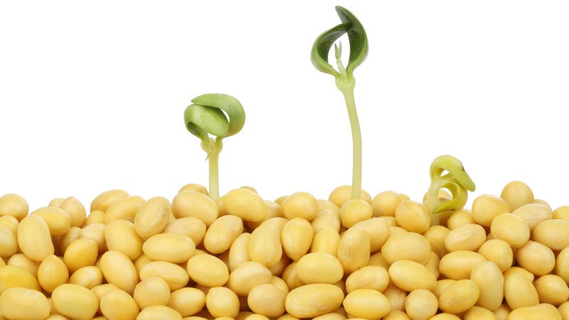 Mầm đậu nành tươi ngon, nguyên liệu quý giá để uống mầm đậu nành bổ dưỡng