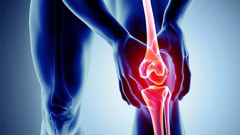 Mô hình khớp gối minh họa vai trò của Glucosamine trong bảo vệ sụn.