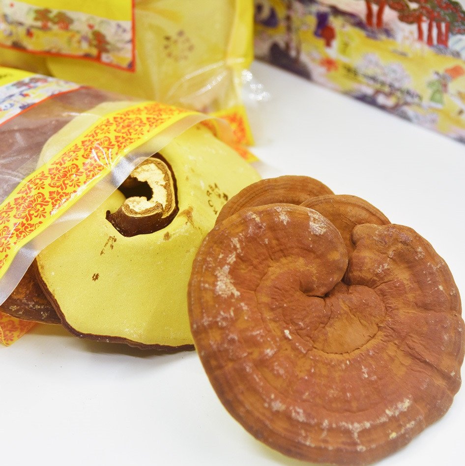Nấm linh chi vàng Hàn Quốc chất lượng