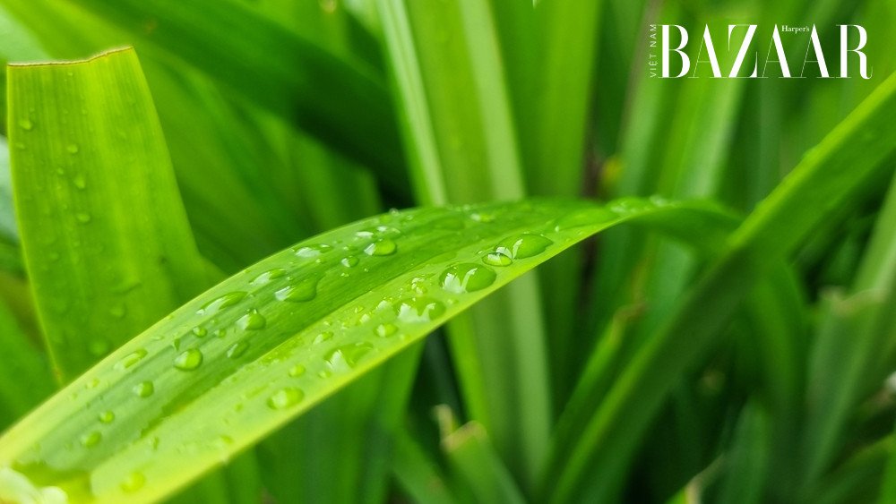 Những điều cần biết về lá dứa kỵ với gì để sử dụng an toàn