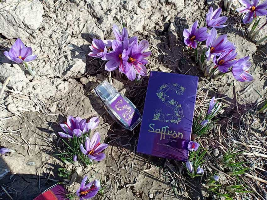 Nhụy hoa nghệ tây Saffron SHYAM được kiểm soát chất lượng nghiêm ngặt từ nông trại Iran