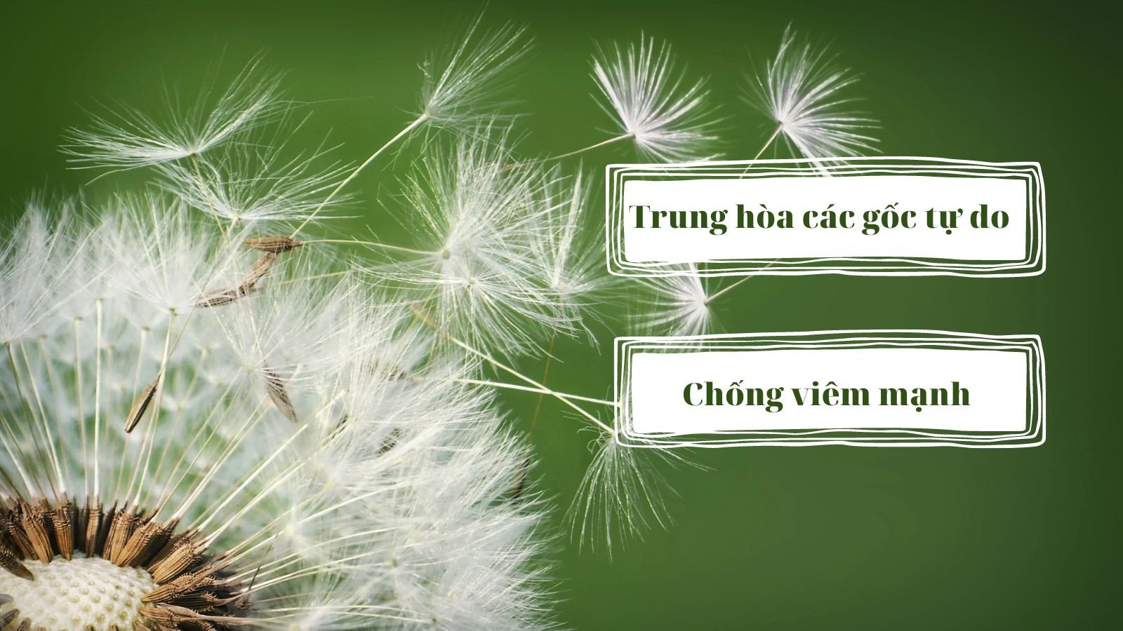 Rễ bồ công anh, thành phần hỗ trợ thải độc gan trong sản phẩm của Mỹ