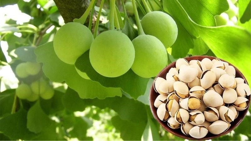 Sản phẩm bổ não cho trẻ em cần có thành phần lành tính
