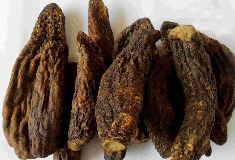 Sử dụng củ nhục thung dung tươi đúng cách mang lại hiệu quả cao