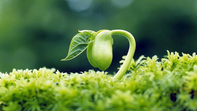 Thành phần dinh dưỡng dồi dào trong mầm đậu nành nguyên chất, tốt cho người muốn uống mầm đậu nành