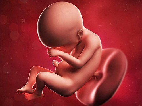 ảnh minh họa vai trò của DHA đối với não bộ và mắt thai nhi